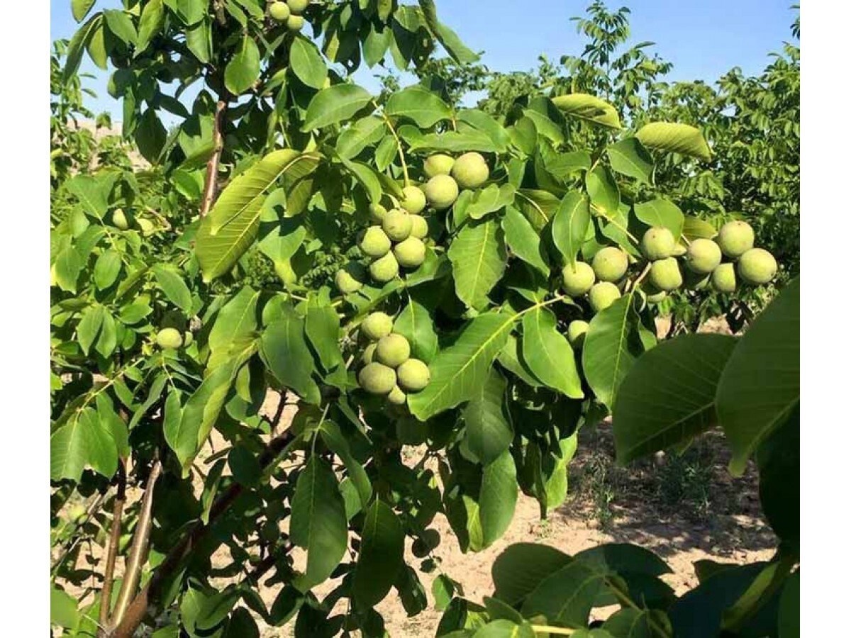 English Walnut (Juglans regia)