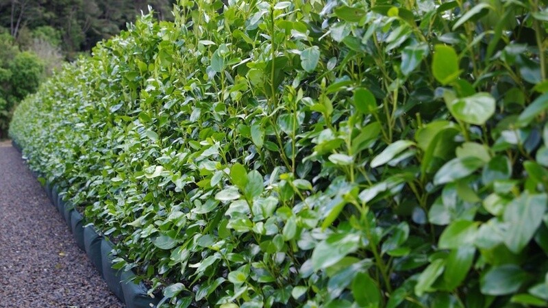 Griselinia Ardmore Emerald