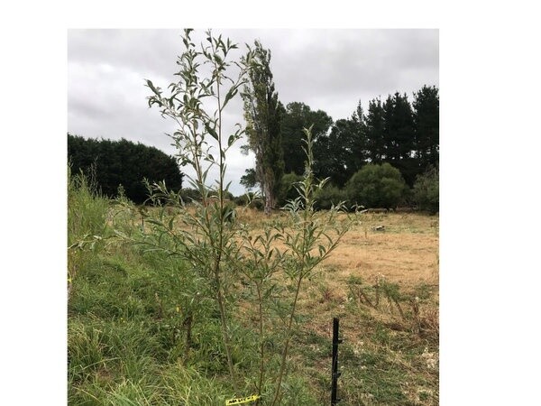 Willow lictenvoorde (white willow)