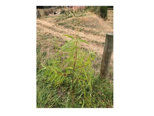 Willow Salix  nigra  (AR115)