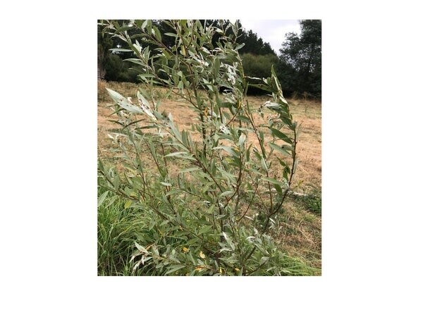 Willow I859A