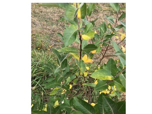Willow Salix candida &quot;Furry Ness&quot;
