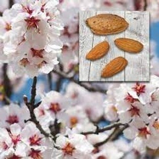 Almond All in One  - BARE ROOTED