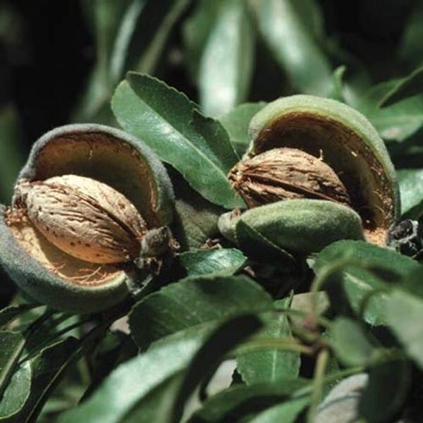Almond Monovale  - BARE ROOTED