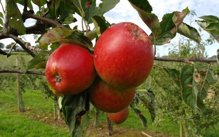 Apple Cox's Orange  - BARE ROOTED