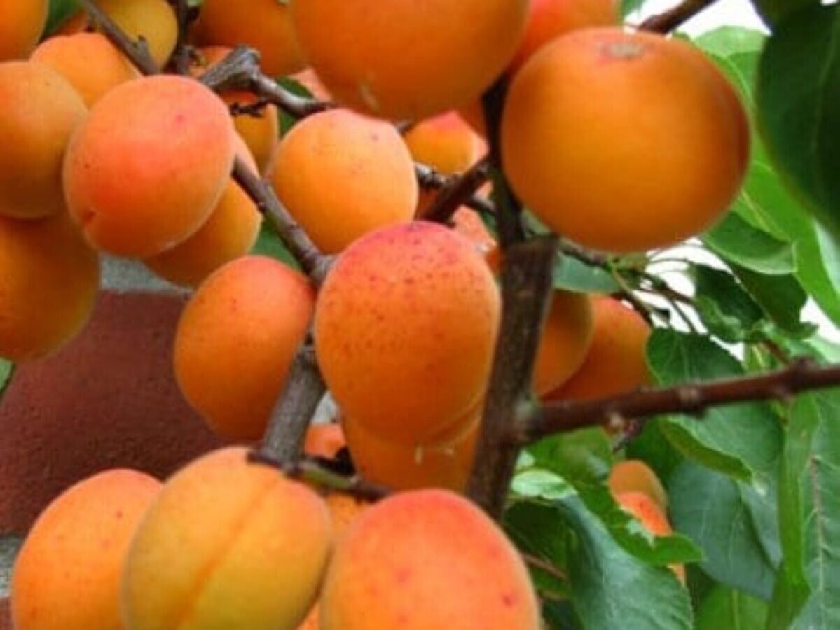 Apricot Moorpark  - BARE ROOTED