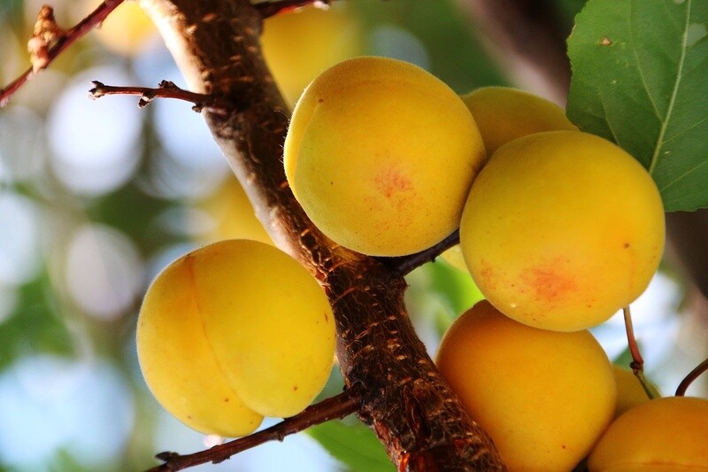 Apricot Trevatt  - BARE ROOTED