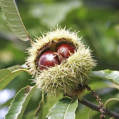 Chestnut No. 1005  - BARE ROOTED