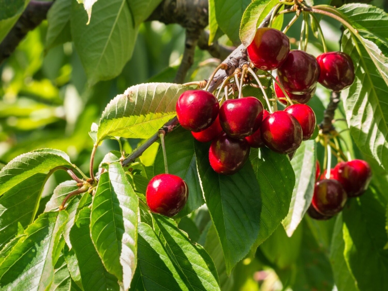 Cherry Stella  - BARE ROOTED