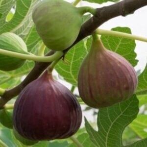 Fig French Sugar  - BARE ROOTED
