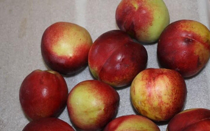 Nectarine Goldmine  - BARE ROOTED