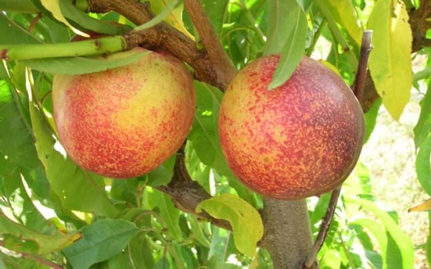 Nectarine Snow Queen  - BARE ROOTED