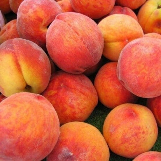 Peach Gordons Glory  - BARE ROOTED