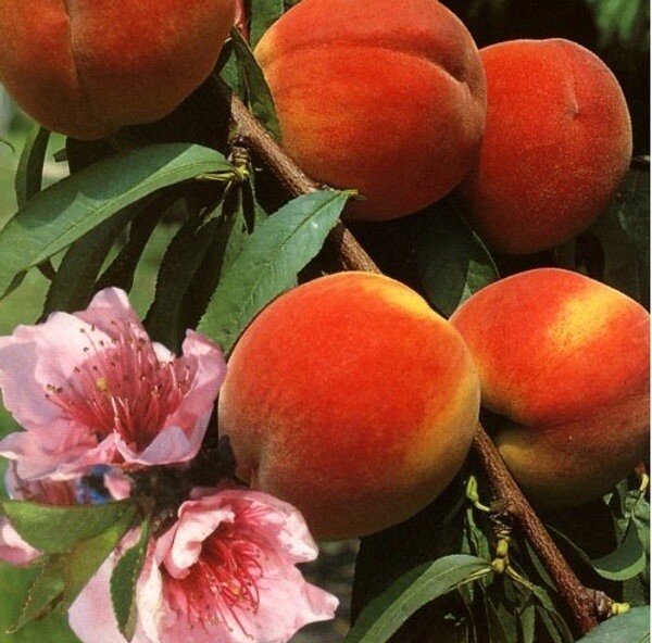 Peach Red Haven  - BARE ROOTED