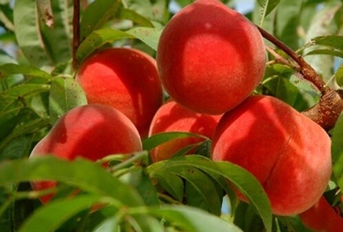 Peach Scarlett Ohara  - BARE ROOTED