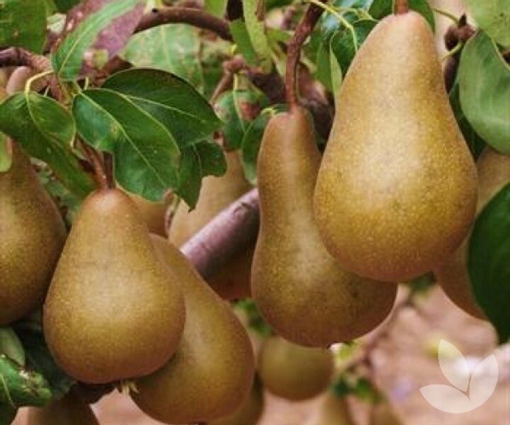 Pear Beurre Bosc  - BARE ROOTED
