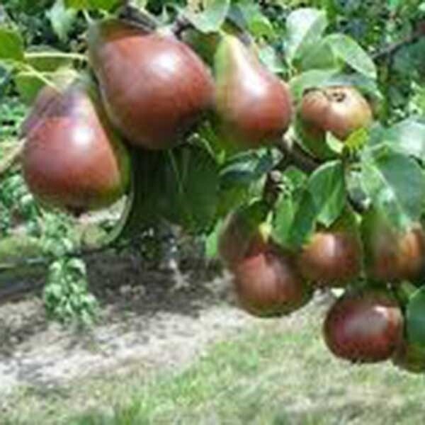 Pear Belle de Jumet  - BARE ROOTED
