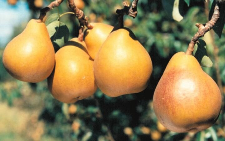 Pear Taylors Gold  - BARE ROOTED