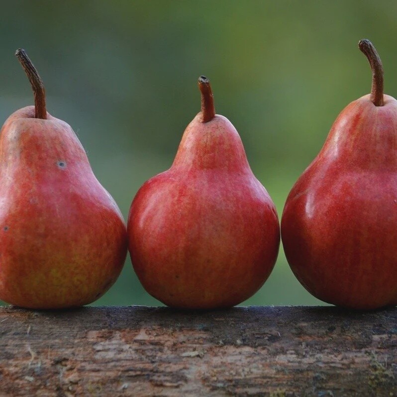 Pear Red Bartlett  - BARE ROOTED