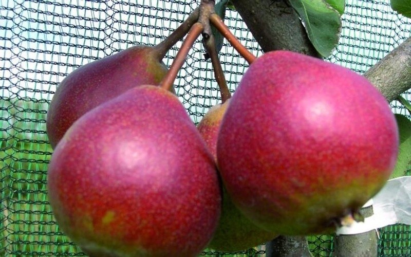 Pear Seckel  - BARE ROOTED