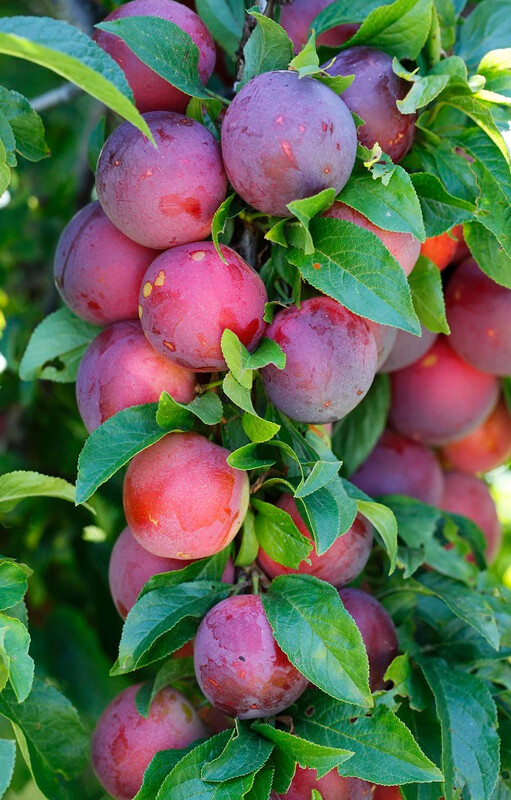 Plum Fortune  - BARE ROOTED