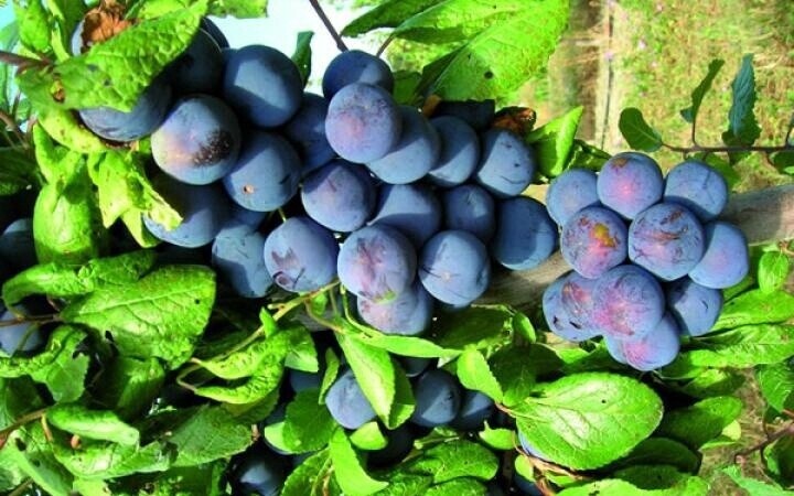 Plum Damson  - BARE ROOTED