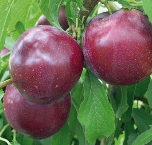 Plum Omega  - BARE ROOTED