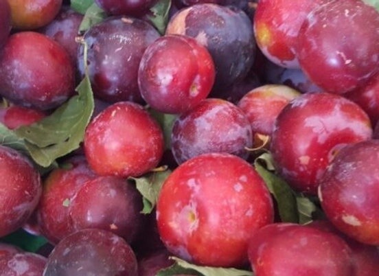 Plum Purple King  - BARE ROOTED