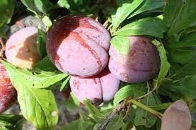Plum Sultan  - BARE ROOTED