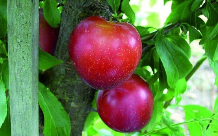 Plum Santa Rosa  - BARE ROOTED