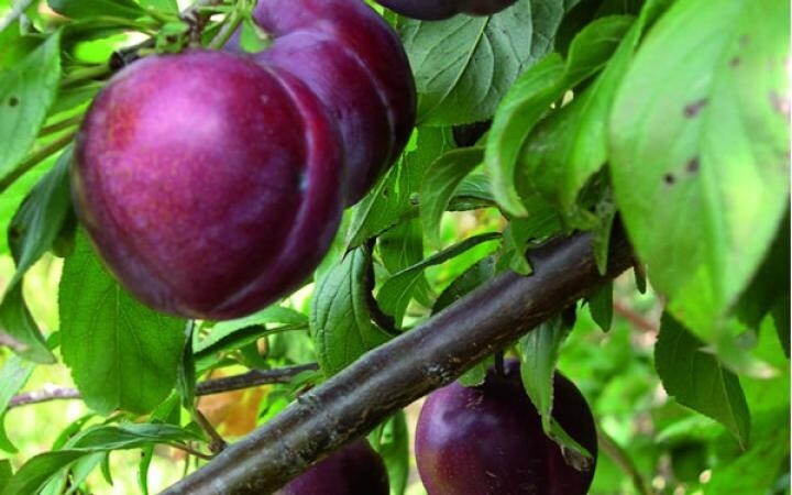 Plum Satsuma  - BARE ROOTED