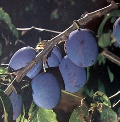 Prune Italian  - BARE ROOTED