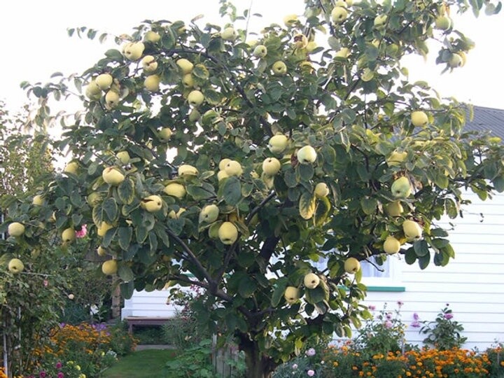 Quince Van Deman  - BARE ROOTED