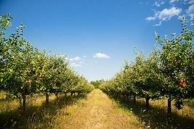 Apples