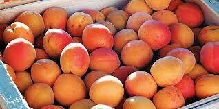 Apricots