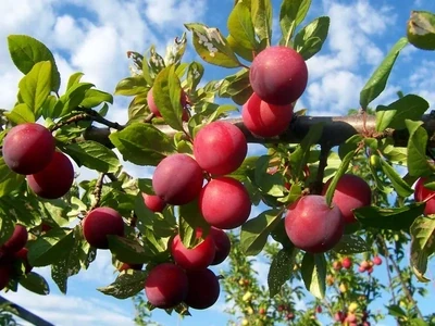 Plums