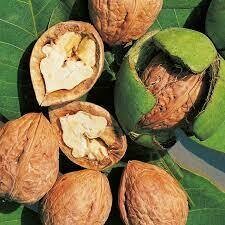 Nut Trees