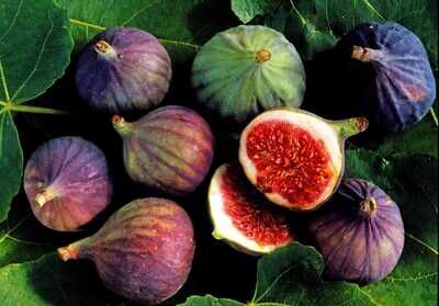 Figs