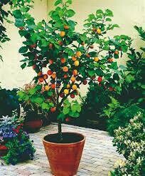 Dwarf Fruit Trees