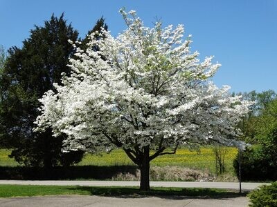 Ornamental Trees