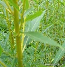 Willow Salix viminalis ‘Gigantea’