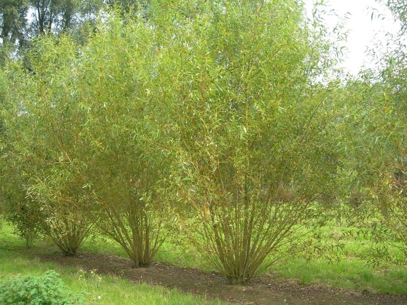Willow  Salix viminalis