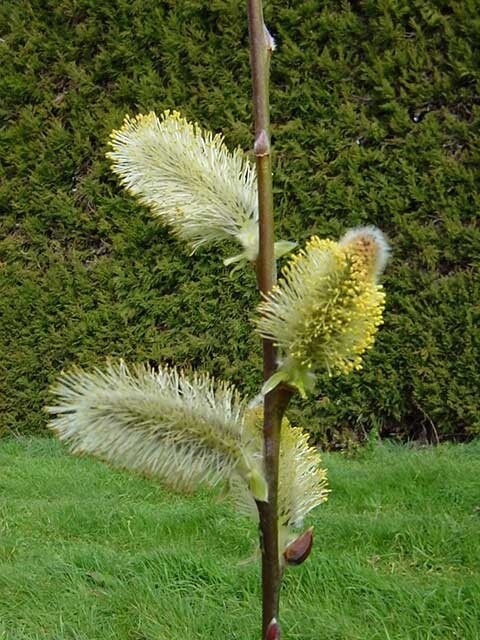 Willow Salix x reichardtii