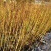 Willow Salix purpurea (Green Dicks)