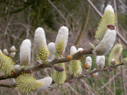 Willow Salix hookeriana  &quot;Furry Ness&quot;