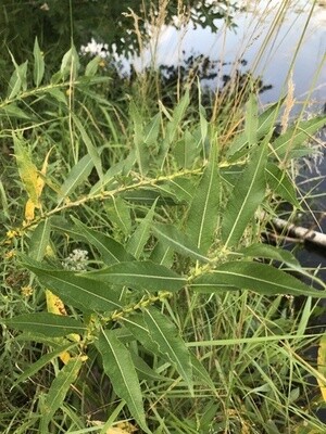 Willow Eriocephala &quot;Americana&quot;