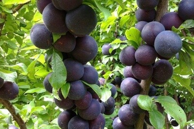 Plumcot Spring Satin - BARE ROOTED