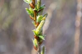 Willow Salix udensis &quot;Sakhalin Willow&quot;