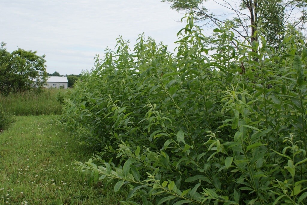 Willow Salix dasyclados