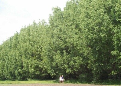 Willow Salix matsudana (chinese willow)